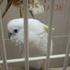 Blue Eyed Cockatoo