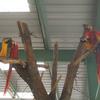 Macaws in Avery at the Oasis Sanctuary