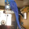 Hyacinth Macaw on a Play Stand
