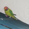 Plum-Headed Parakeet 