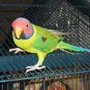 Male Plum-Headed Parakeet